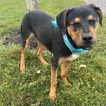 Dustina -  Mixed Breed Dog for Adoption in Canal Winchester, Ohio - Dustina | PetCurious