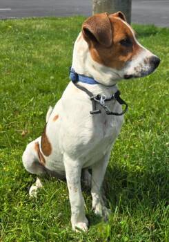 LADY -  Hound and Beagle Dog for Adoption in Sandusky, Ohio - LADY | PetCurious