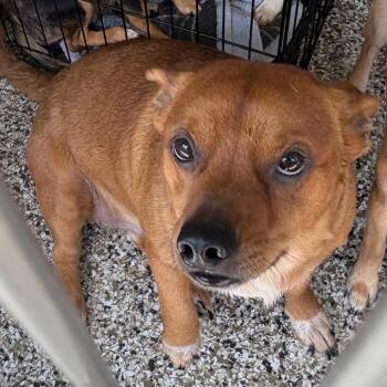 Shampoo -  Chihuahua Dog for Adoption in Morganton, North Carolina - Shampoo | PetCurious