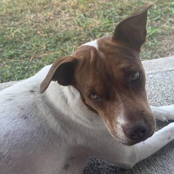 Mama Bella -  Mixed Breed Dog for Adoption in Frederiksted, St. Croix - Mama Bella | PetCurious