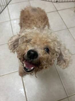 Poodle Dogs Available for Adoption in Osage Beach, Missouri - Goomba | PetCurious