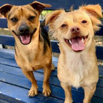 Chihuahua Dogs Available for Adoption in Dayton, Ohio - Chica | PetCurious