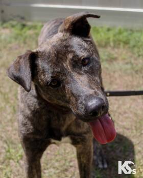 Dutch Shepherd and Tennessee Treeing Brindle Dogs Available for Adoption - Bourbon | PetCurious