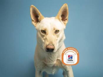 German Shepherd Dog and Mixed Breed Dogs Available for Adoption - SNOW | PetCurious