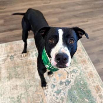 Pit Bull Terrier Dogs Available for Adoption in Friendswood, Texas - Franky Sinatra The Certified Smooch Operator | PetCurious