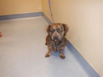 Rescue Beagle and Mixed Breed Dogs for Adoption in San Jose, California - LOLITA | PetCurious