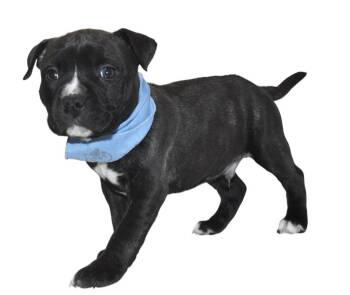 Mixed Breed Dogs Available for Adoption - Stetson | PetCurious