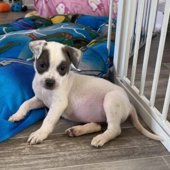 Rescue Mixed Breed Dogs for Adoption in Normal, Illinois - Birdie | PetCurious