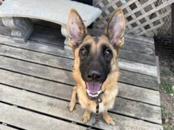 Sasha -  Mixed Breed Dog for Adoption in Georgetown, Texas - Sasha | PetCurious