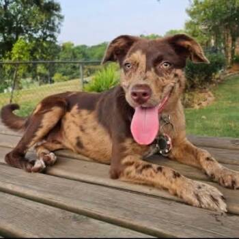 Dosia -  Catahoula Leopard Dog Dog for Adoption in Chelmsford, Massachusetts - Dosia | PetCurious