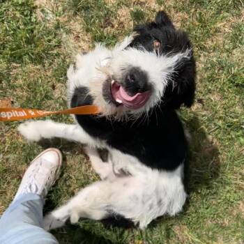 Goose -  Wirehaired Terrier Dog for Adoption in Lyndhurst, Virginia - Goose | PetCurious
