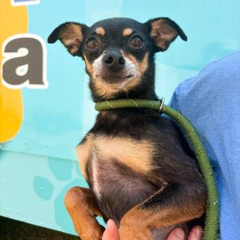 Missy -  Chihuahua and Mixed Breed Dog for Adoption in Tulsa, Oklahoma - Missy | PetCurious