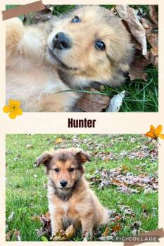 Rescue Australian Shepherd and German Shepherd Dog Dogs for Adoption in Ontario, California - Hunter MA | PetCurious