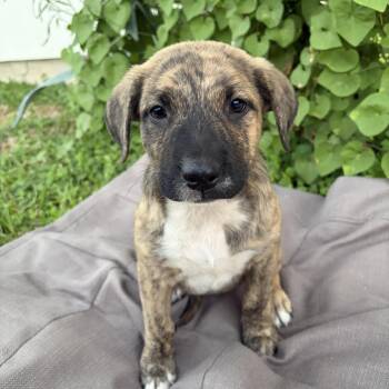 Lindy -  Shepherd Dog for Adoption in Harlingen, Texas - Lindy | PetCurious