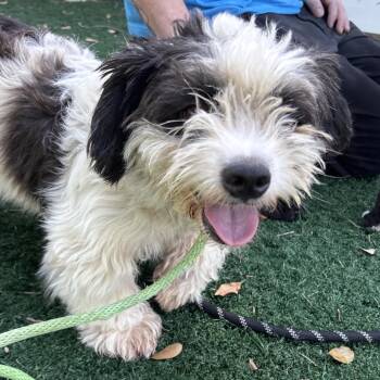 Bernedette -  Mixed Breed Dog for Adoption - Bernedette | PetCurious