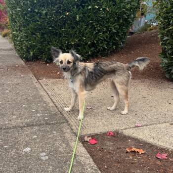 Honeydew -  Chihuahua Dog for Adoption in Newberg, Oregon - Honeydew | PetCurious