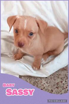 Baby Sassy -  Beagle and Terrier Dog for Adoption in Ringwood, New Jersey - Baby Sassy | PetCurious