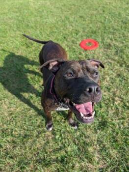 Rescue Mixed Breed Dogs for Adoption in Ithaca, New York - Dolce | PetCurious