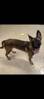 Rescue Mixed Breed and Belgian Shepherd Malinois Dogs for Adoption in Brookhaven, New York - Nikki | PetCurious