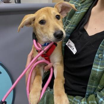 Opie D11942 -  Chihuahua and Beagle Dog for Adoption - Opie D11942 | PetCurious