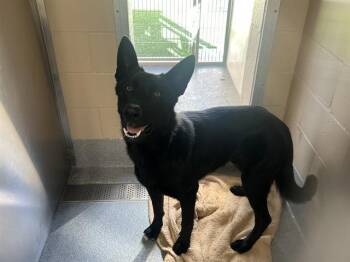 Rescue German Shepherd Dog Dogs for Adoption in Tustin, California - BAKI | PetCurious