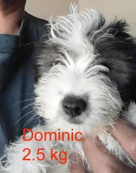 Havanese and Poodle Dogs Available for Adoption in Cupertino, California - DOMINIC | PetCurious