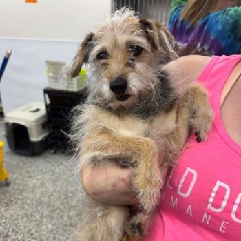 Mixed Breed Dogs Available for Adoption in Fredericksburg, Virginia - Pip | PetCurious