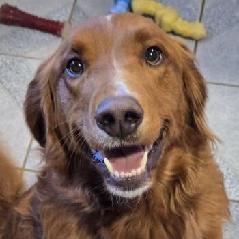 Goldendoodle Dogs Available for Adoption - Rusty | PetCurious