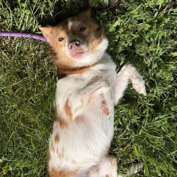 Sprout -  Mixed Breed Dog for Adoption in Pekin, Illinois - Sprout | PetCurious