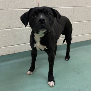 Rescue Mixed Breed Dogs for Adoption in Memphis, Tennessee - Devin | PetCurious