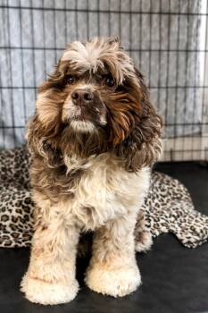 Cocker Spaniel and Poodle Dogs Available for Adoption in Sanford, Florida - Banjo | PetCurious