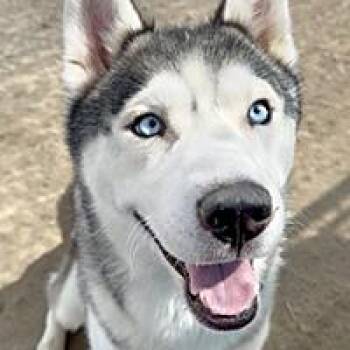 Harry Houdini - URGENT -  Siberian Husky Dog for Adoption in Thousand Oaks, California - Harry Houdini - URGENT | PetCurious