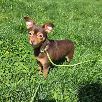Sookie -  Chihuahua and Miniature Pinscher Dog for Adoption - Sookie | PetCurious