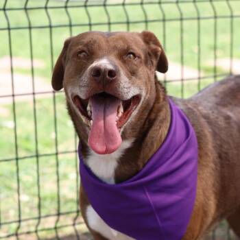 Labrador Retriever Dogs Available for Adoption in San Antonio, Texas - ATHENA | PetCurious