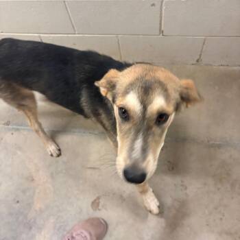 Shep 061606U -  German Shepherd Dog and Mixed Breed Dog for Adoption in Tupelo, Mississippi - Shep 061606U | PetCurious