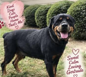 Gertrude -  Rottweiler Dog for Adoption in Carmel Hamlet, New York - Gertrude | PetCurious