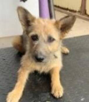 Skye Terrier Dogs Available for Adoption in Thompson Falls, Montana - Kayla | PetCurious