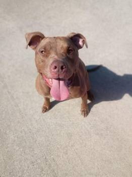 Pit Bull Terrier and Mixed Breed Dogs Available for Adoption in Westland, Michigan - Lottie | PetCurious