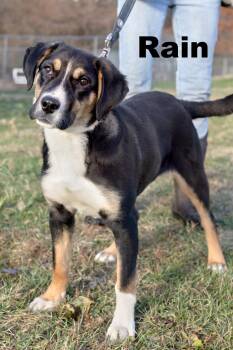 Rescue Mixed Breed Dogs for Adoption in Macomb, Illinois - Rain | PetCurious