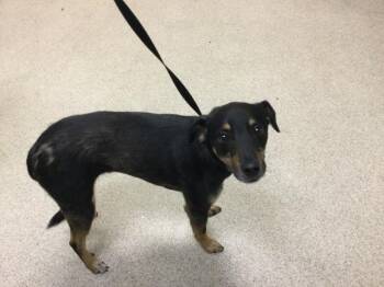 German Shepherd Dog and Chihuahua Dogs Available for Adoption in Riverside, California - NELSON | PetCurious