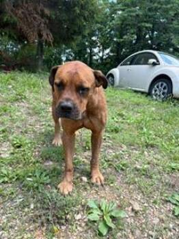 Athena -  Mastiff and Boxer Dog for Adoption in Lafayette, Tennessee - Athena | PetCurious
