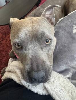 Anette -  Mixed Breed Dog for Adoption in Atlanta, Georgia - Anette | PetCurious
