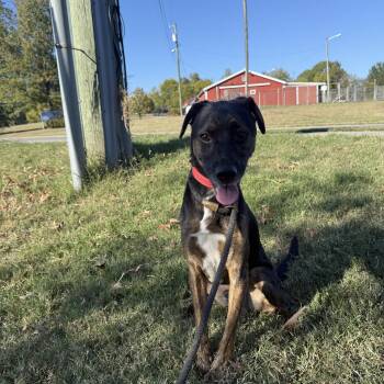 Marley -  Mixed Breed Dog for Adoption in Hendersonville, Tennessee - Marley | PetCurious