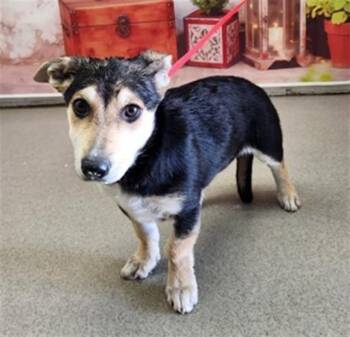 German Shepherd Dog and Mixed Breed Dogs Available for Adoption in San Bernardino, California - HAYLEY | PetCurious