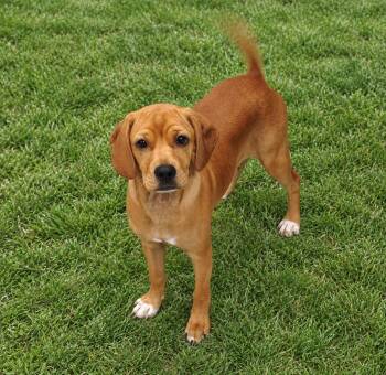 Finn -  Beagle and Cocker Spaniel Dog for Adoption in Sudbury, Massachusetts - Finn | PetCurious