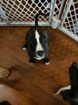 Australian Shepherd and Mixed Breed Dogs Available for Adoption in Clinton, Wisconsin - Lacey | PetCurious