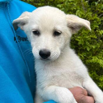 Husky and Shepherd Dogs Available for Adoption in Eastford, Connecticut - NY Mojitio Avail May 9 (Carmel NY Fire Dept) | PetCurious