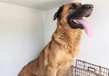 A658176 -  German Shepherd Dog and Mixed Breed Dog for Adoption in Houston, Texas - A658176 | PetCurious