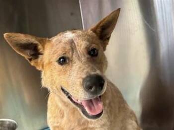 Mixed Breed Dogs Available for Adoption - Westley | PetCurious