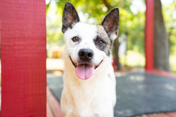 Rescue Mixed Breed Dogs for Adoption in Carrollton, Texas - Neo | PetCurious